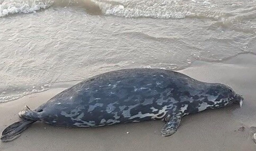 لاشه سومین فک خزری کشف شده در سوال شهرستان جویبار